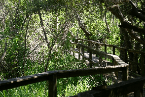 Things To Do https://sunsetrentalscharleston.icnd-cdn.com/images/thingstodo/AE626B2A-CE64-E773-FFD2181AE00271EBseapines.png