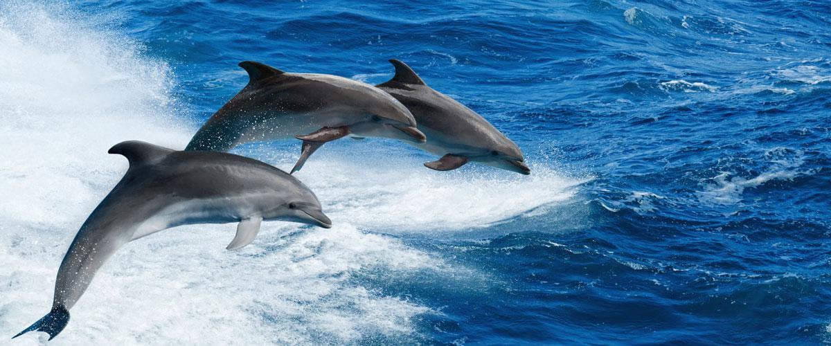 Things To Do https://sunsetrentalscharleston.icnd-cdn.com/images/thingstodo/dolphin-watching.jpg